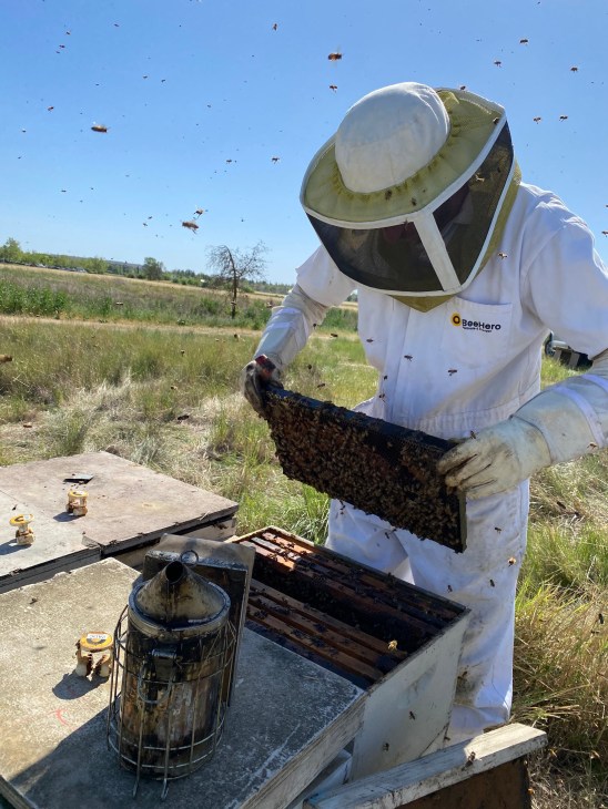 Beekeeper inspecting honeycomb frame from hive