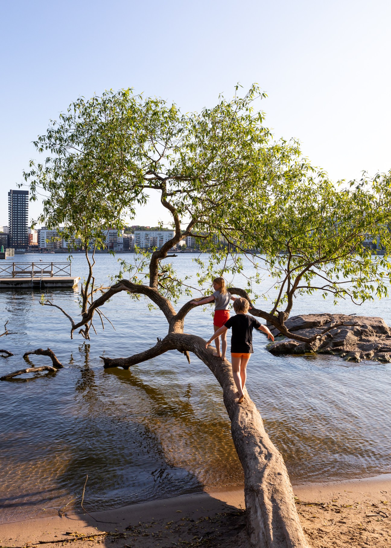 Two people standing on a bent tree branch over water with a city skyline behind them.