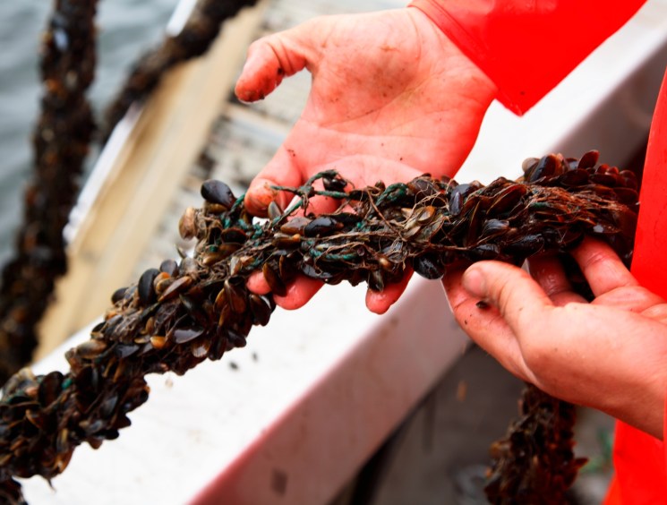 Mussel men