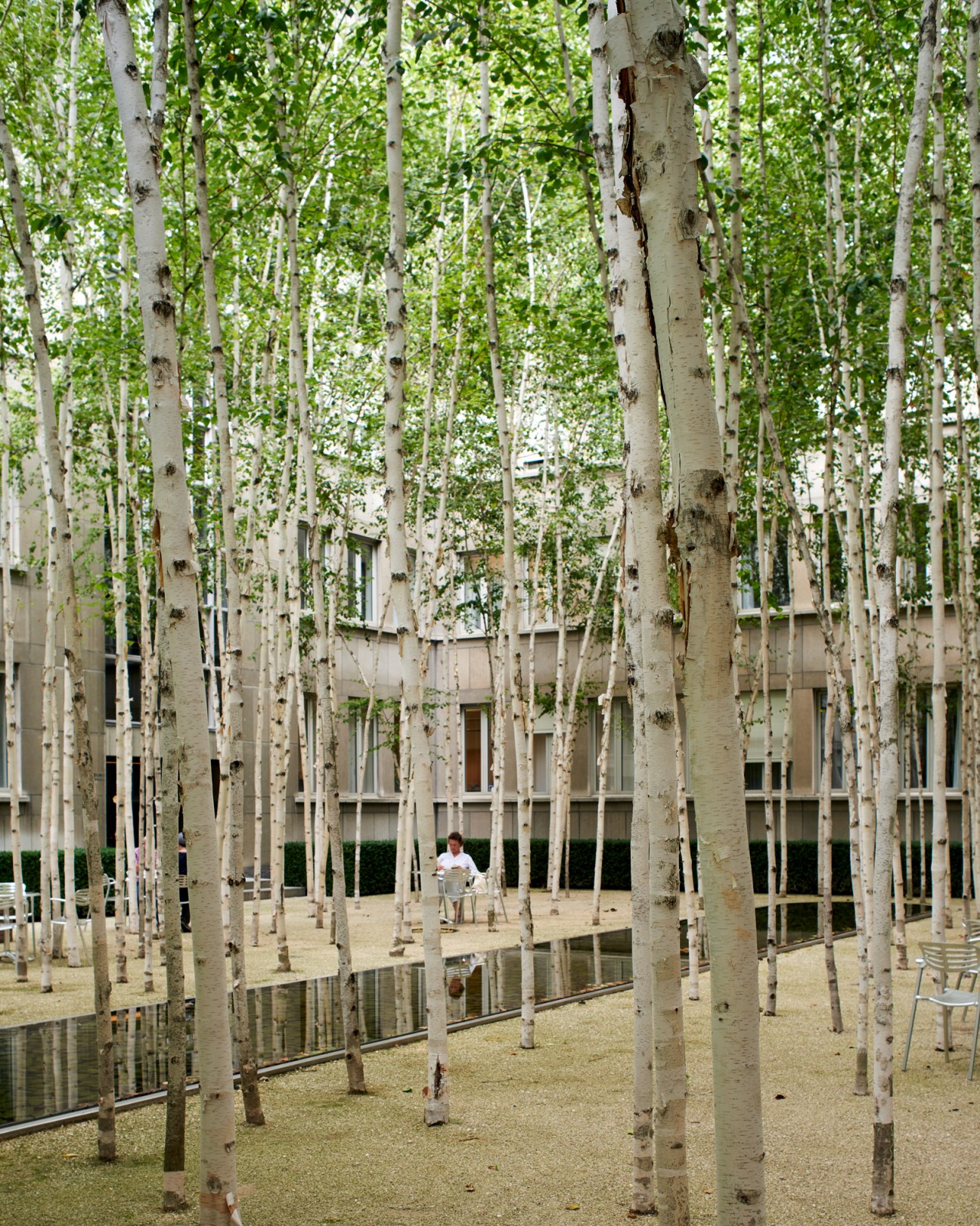 Birch trees with distinctive white bark creating a forest-like installation with water features and seating area