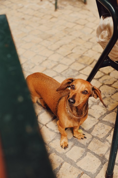 Outdoor dining and hospitality culture in Lisbon