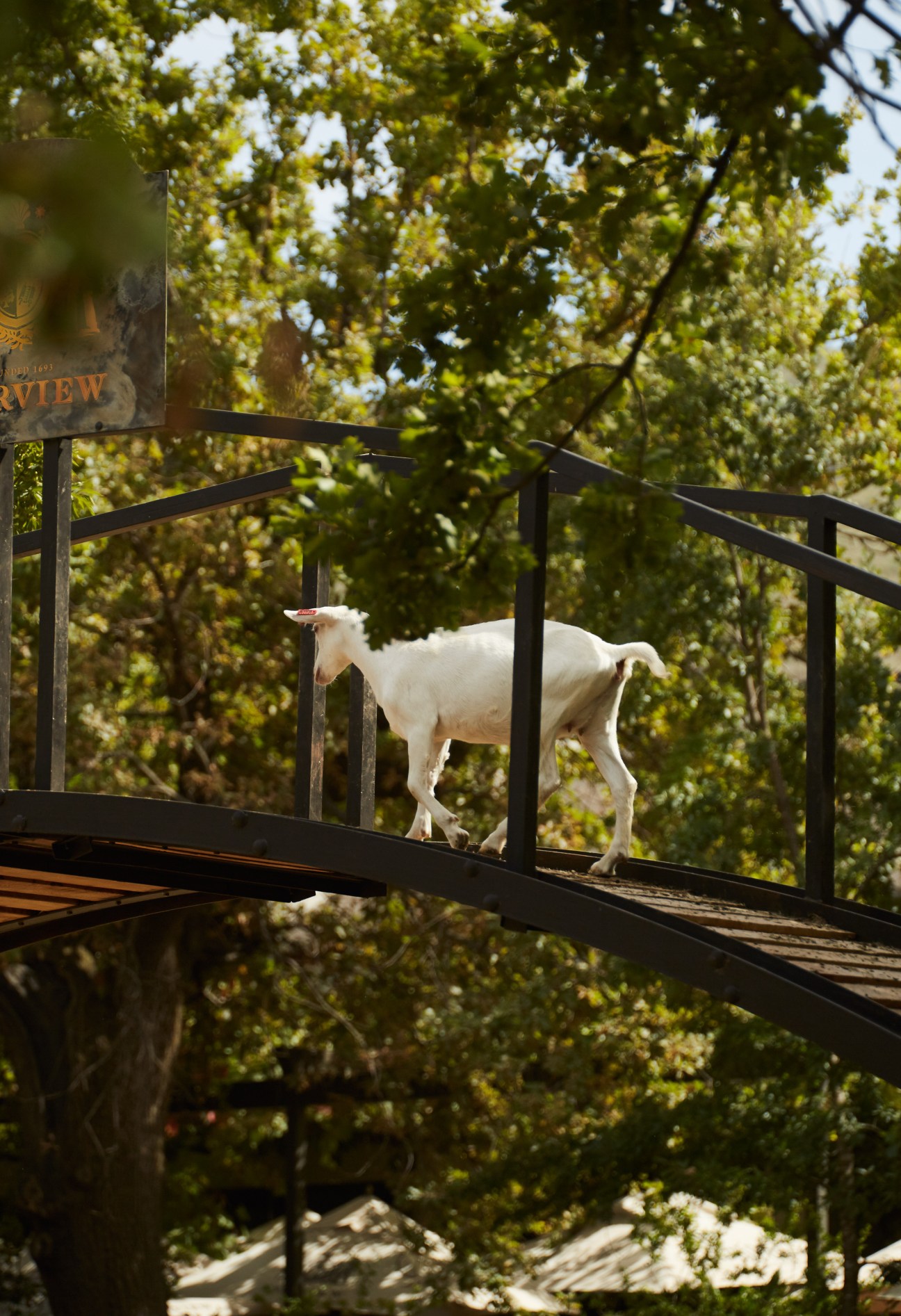White goat standing on a black metal bridge structure with lush green foliage in the background.