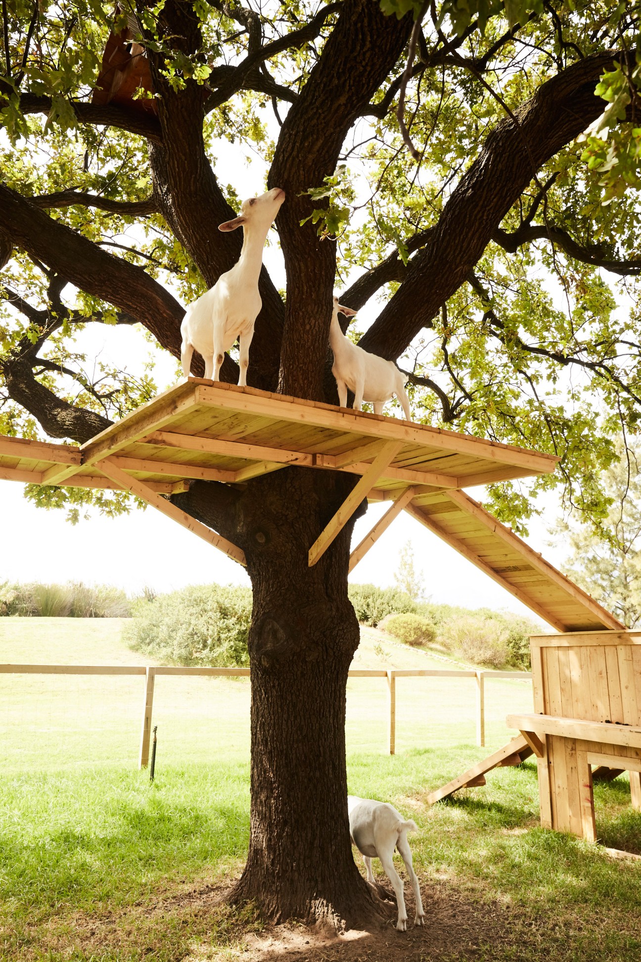 Two white goats stand on a wooden platform built around a large tree trunk in a pastoral setting.