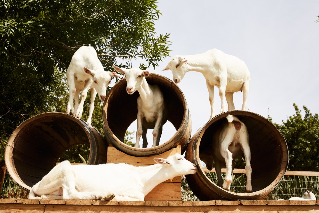 White goats climbing and standing on wooden barrels and platforms in a purposeful outdoor playground structure.