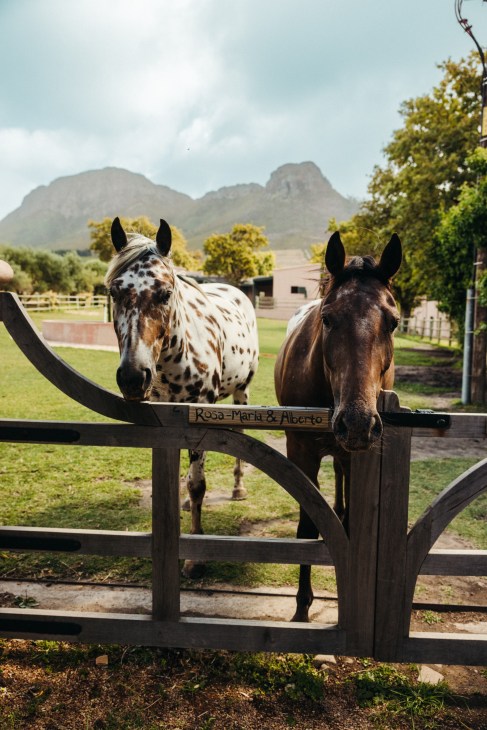 Two horses standing behind a wooden fence with mountains in the background