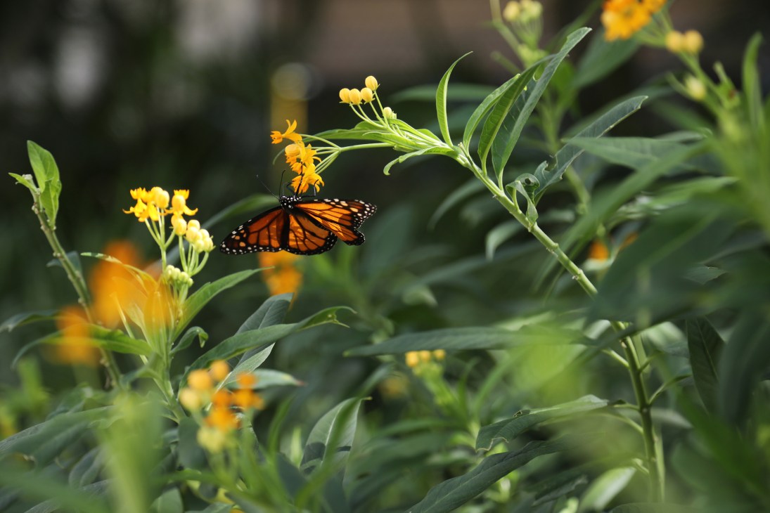 Butterfly garden in The Underline park