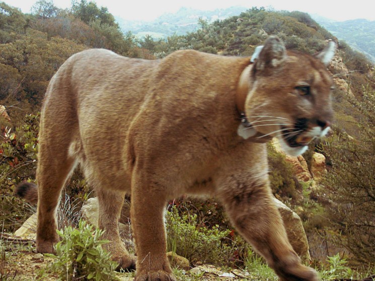 Mountain lion walking through scrubland with hills in background