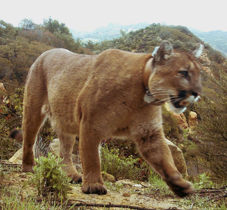Mountain lion walking through scrubland with hills in background