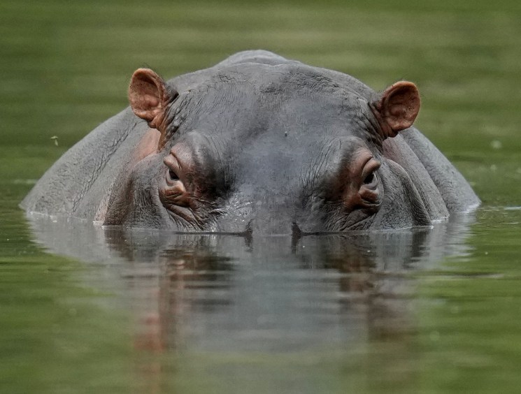 Hippopotamus head partially submerged in water with only eyes, ears and top of head visible