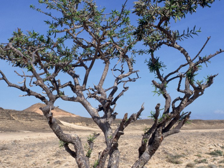 Boswellia trees bleed aromatic resin