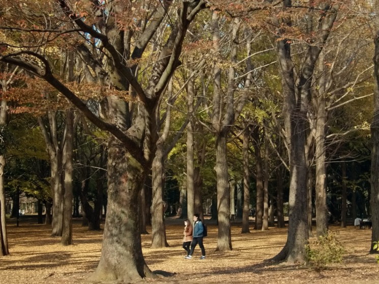 Yoyogi park