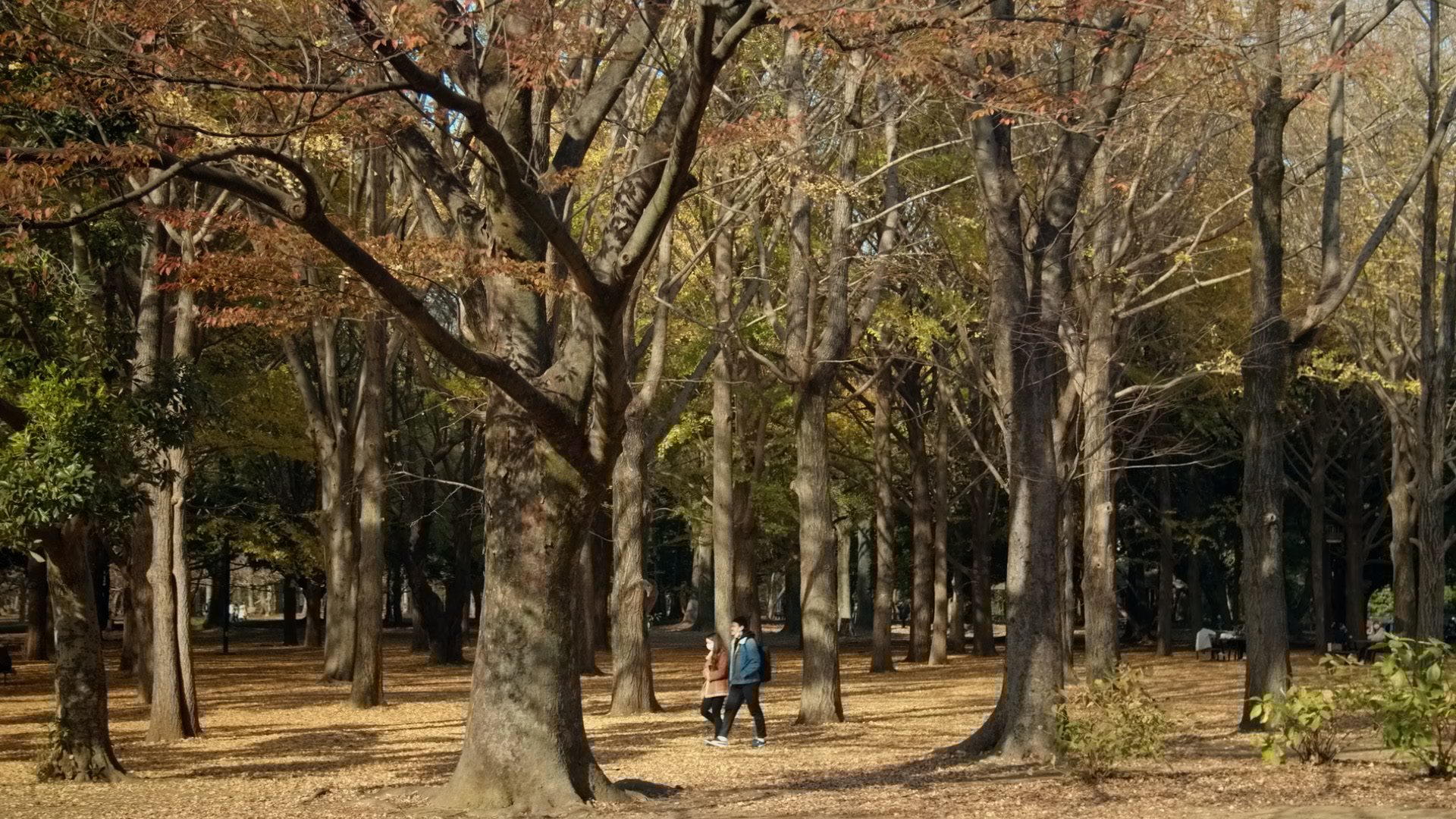 Yoyogi park
