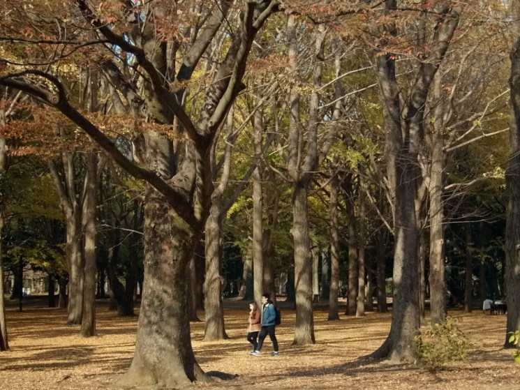 Yoyogi park