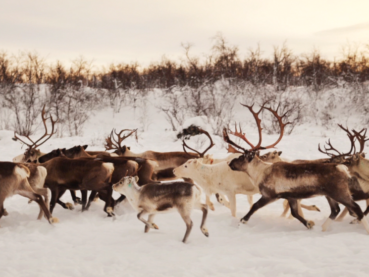deer in the snow