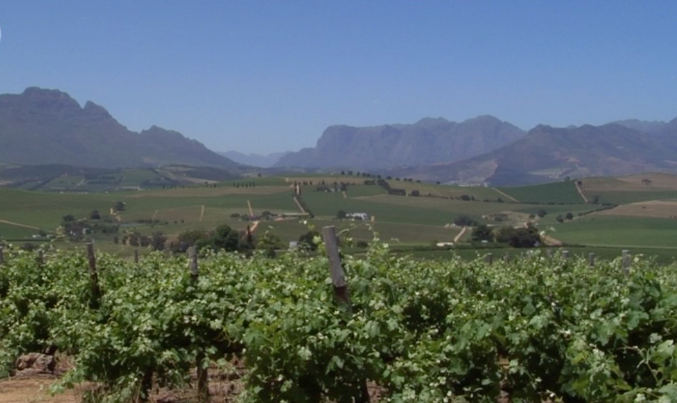 vineyard