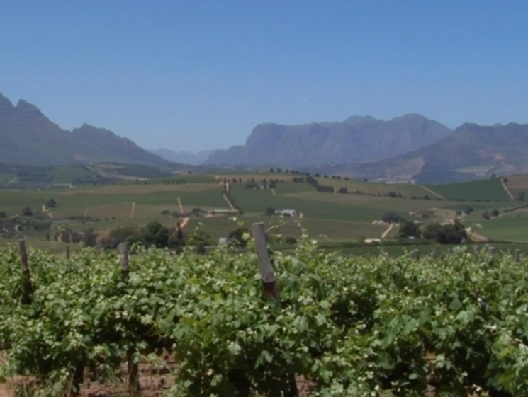 vineyard
