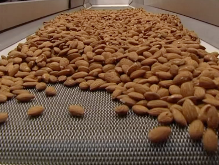 almonds on production line