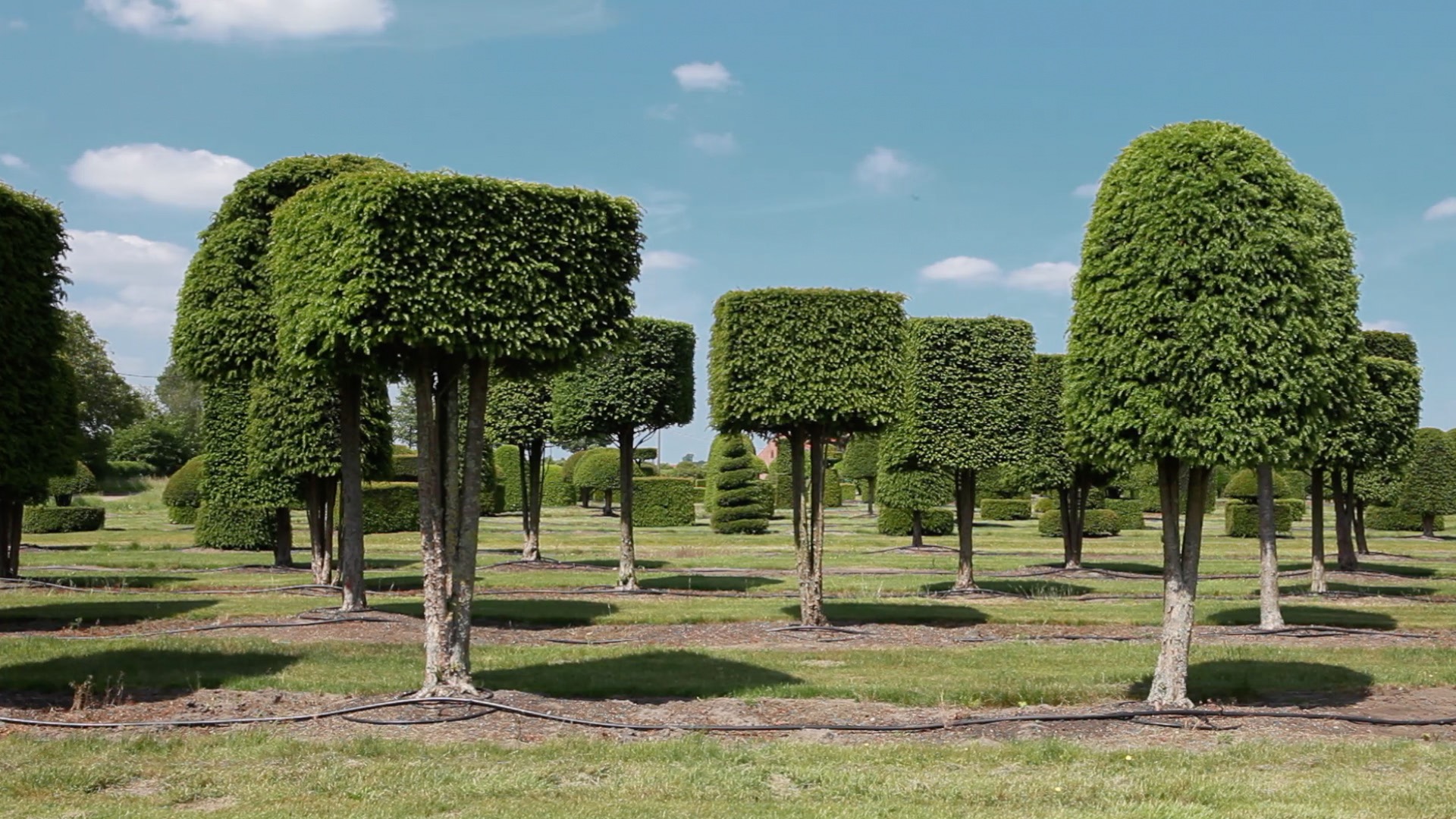 A tree nursery.