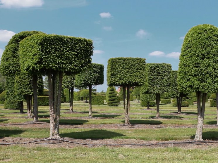 A tree nursery.