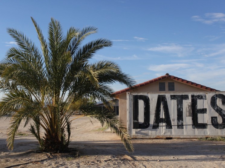 Date farm in Arizona.