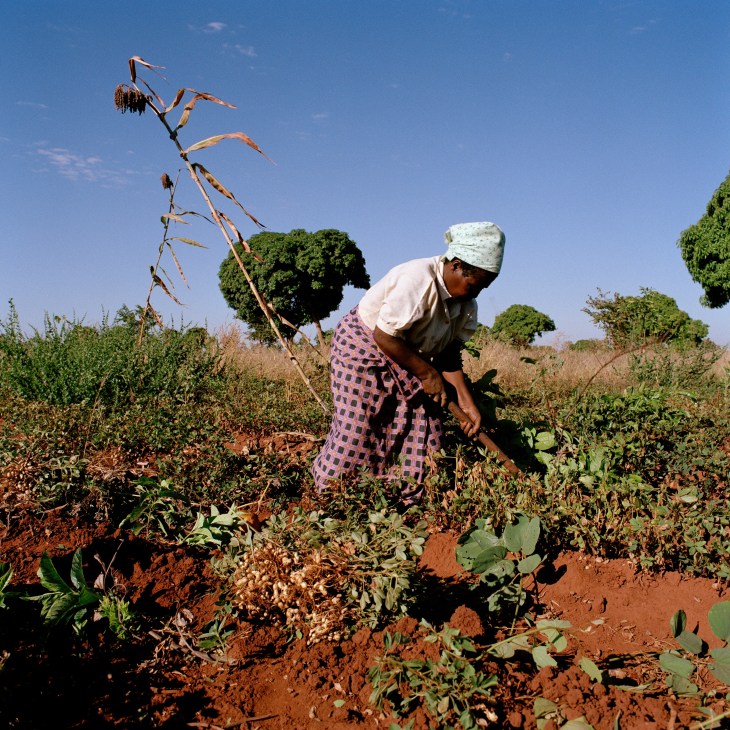A farmer works in a field holding dried maize stalks under a clear blue sky in Malawi.