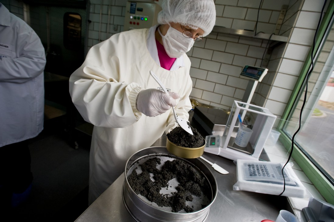 Worker in white coat and hairnet packing freshly salted caviar roe into a gold tin at Desietra farm.