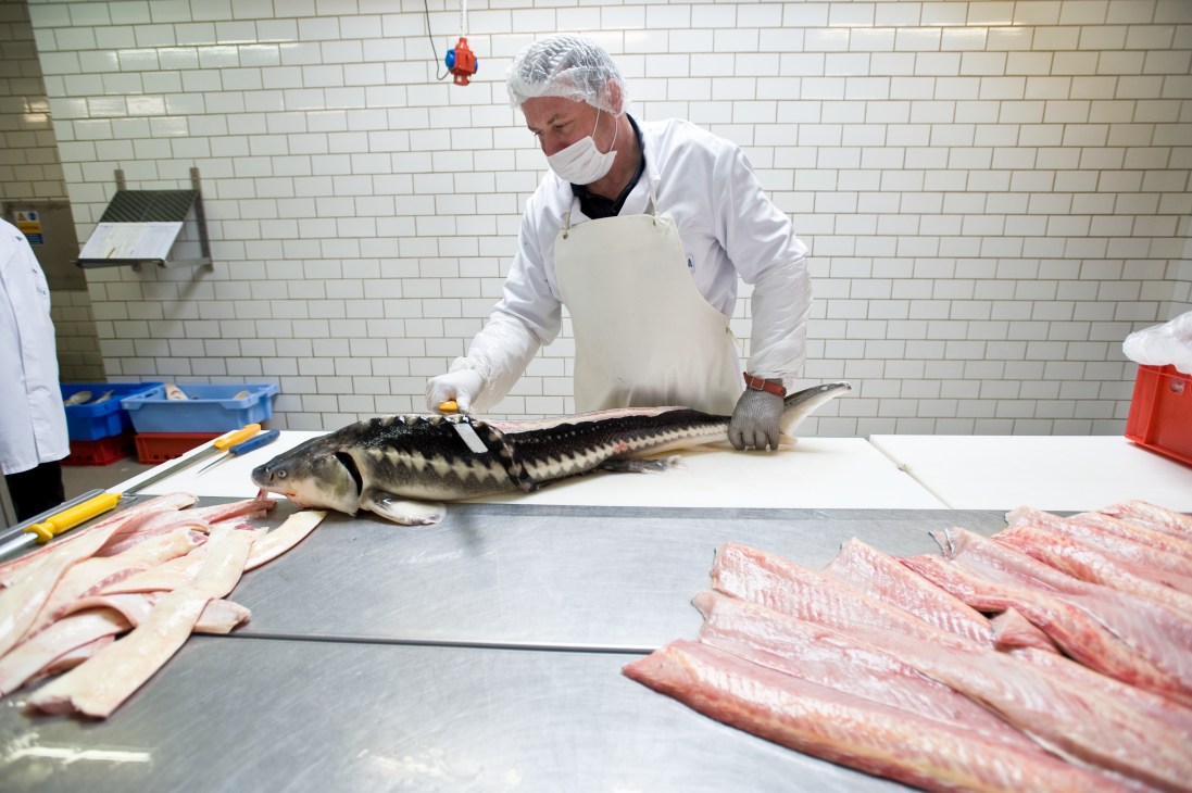 Worker in white apron processing sturgeon for fillets at Desietra caviar farm in Germany.