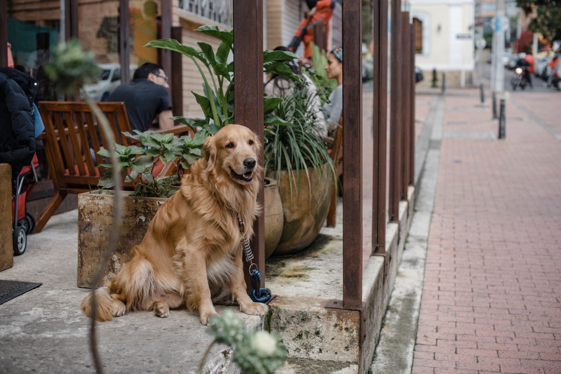 Golden retriever sitting on a sidewalk outside a restaurant in Usaquén, Bogotá