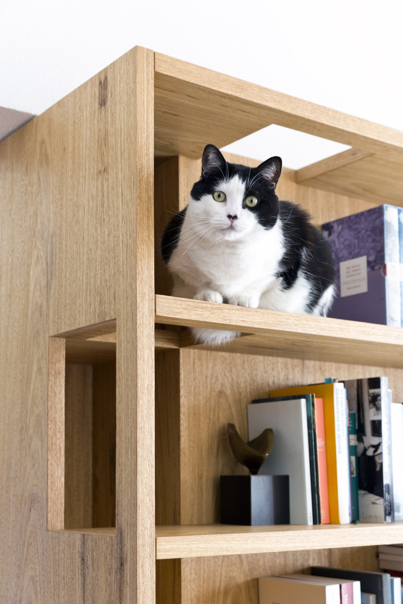 Black and white cat sitting in wooden bookshelf designed by Play Arquitetura.