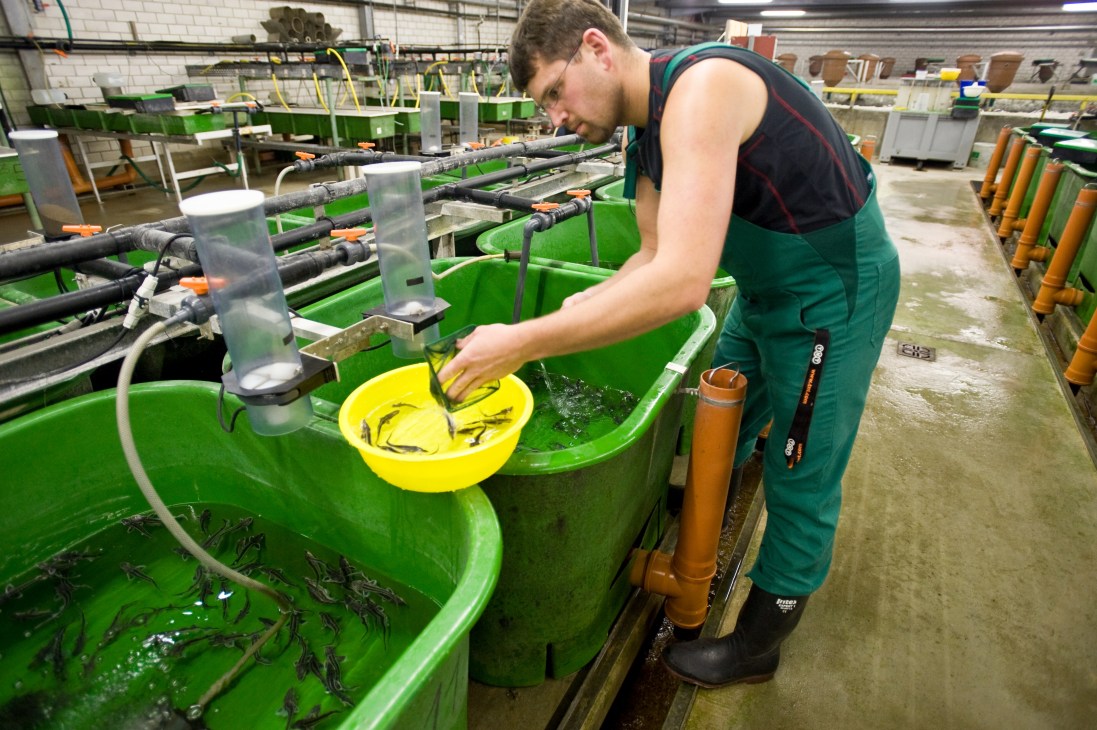 Worker catching baby sturgeon in a green tank at Desietra farm.