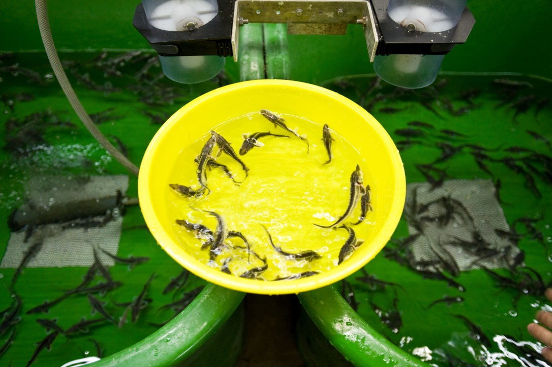 Baby sturgeon swimming in a yellow bucket at Desietra farm in Germany.