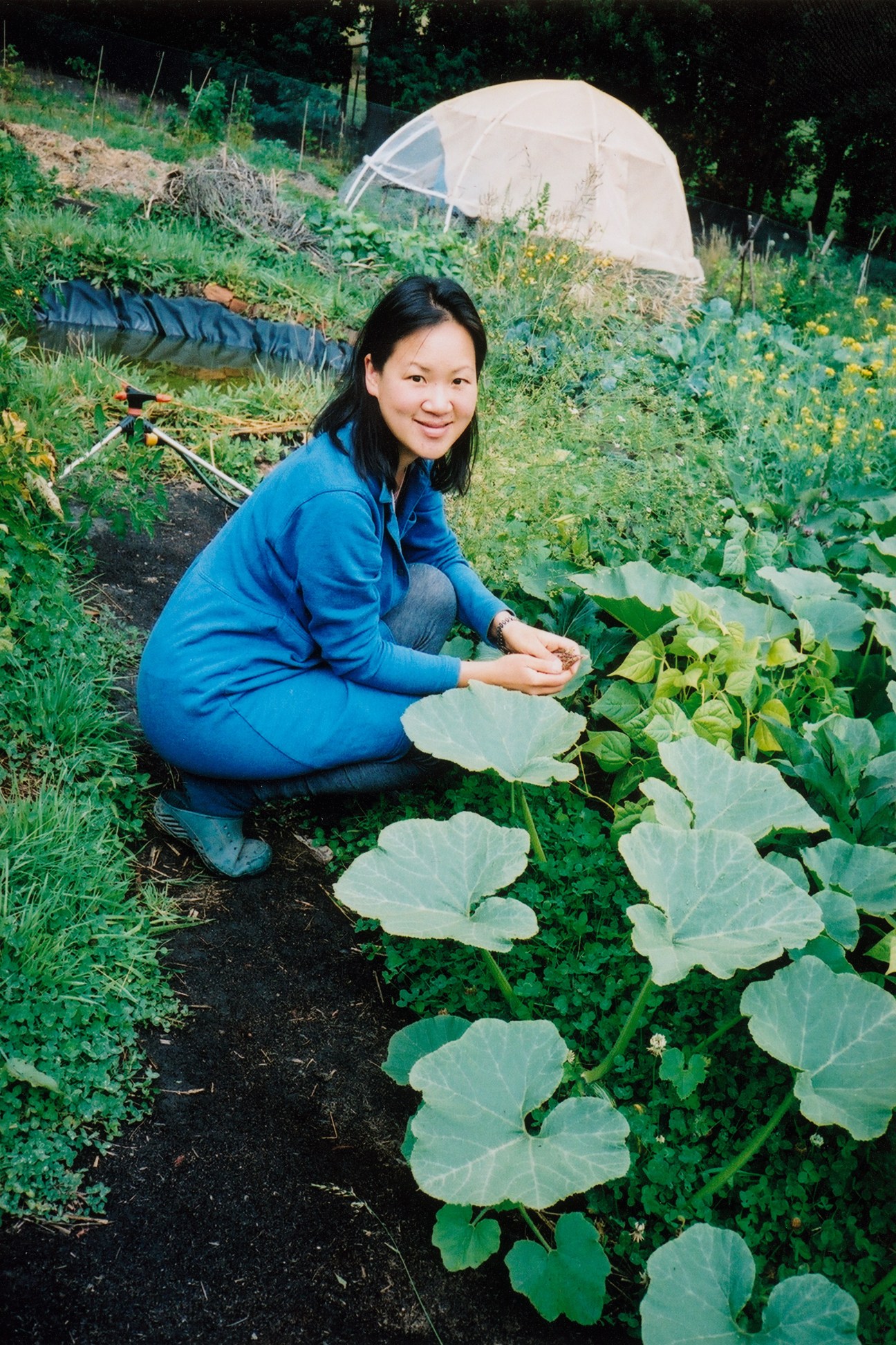 Terry Choi-Lundgren crouches in her vegetable garden in Glen Huon, Tasmania, tending to large-leafed plants with a tent visible in the background.