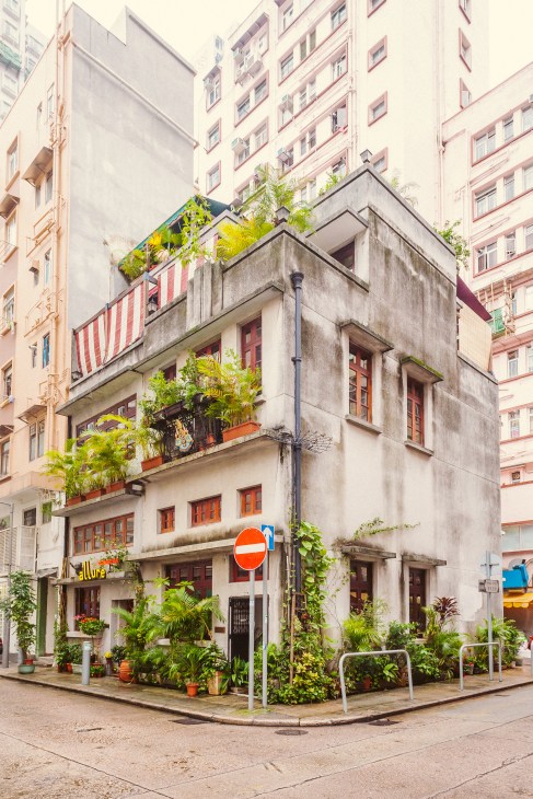 A compact concrete building with red-framed windows surrounded by potted plants and climbing vines, nestled among taller residential buildings in Hong Kong's Tai Hang neighborhood.
