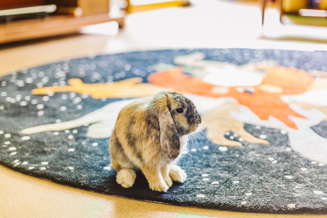 A small rabbit sitting on a colorful illustrated artwork in an artist's studio.