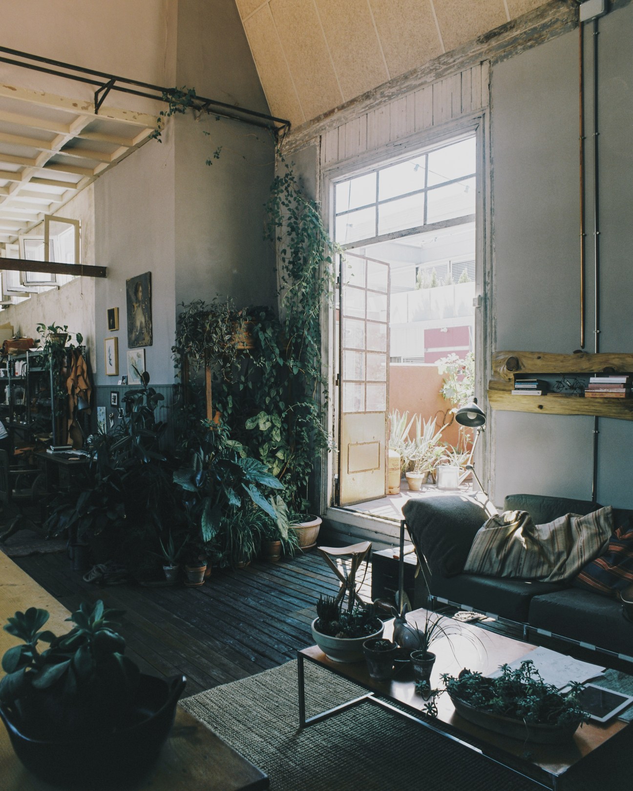 Dog sitting on dark sofa in bright loft space with plants and large windows overlooking terrace.