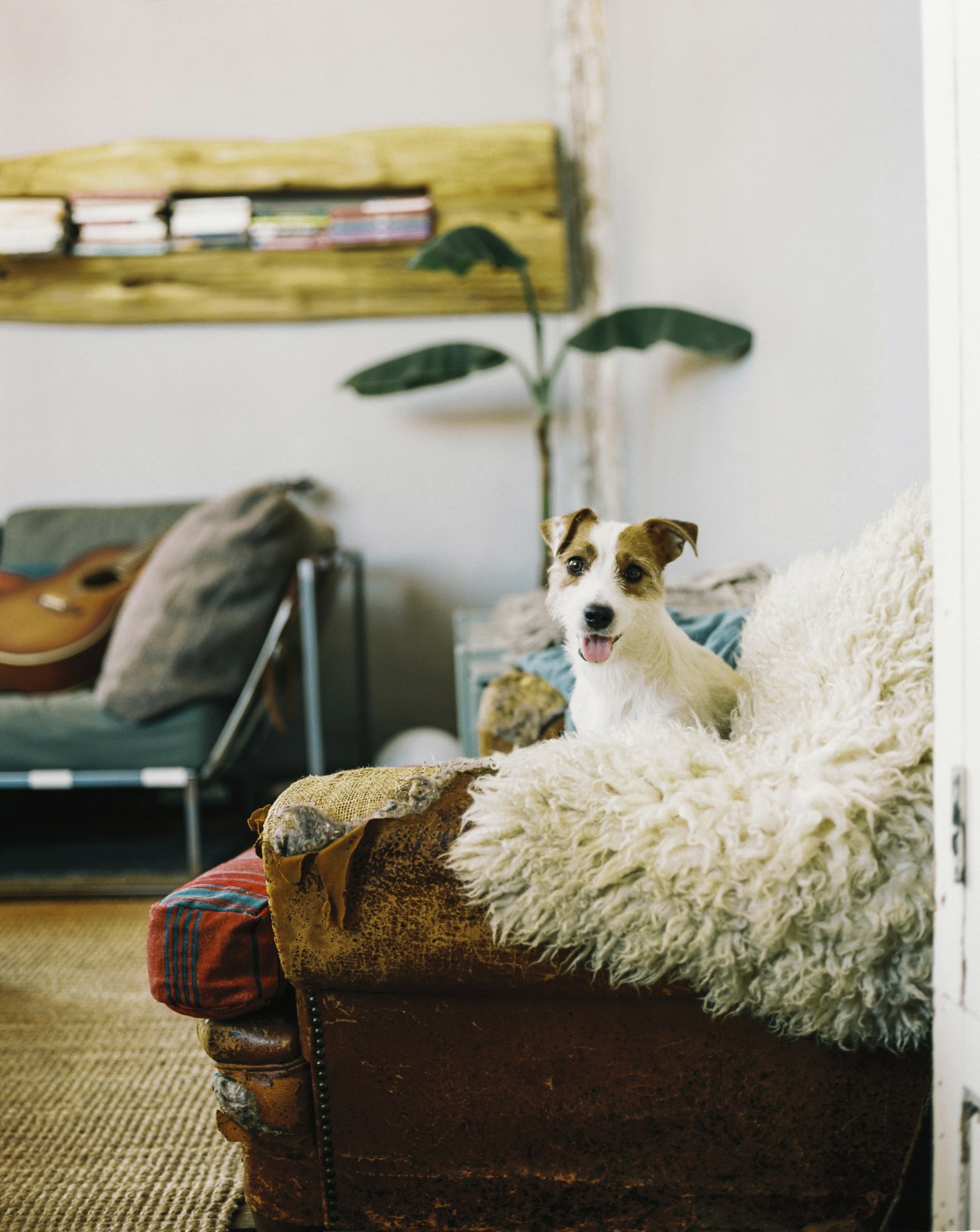 A brown and white dog sits on a cream-colored sofa in a bright interior space with wooden shelving and plants.