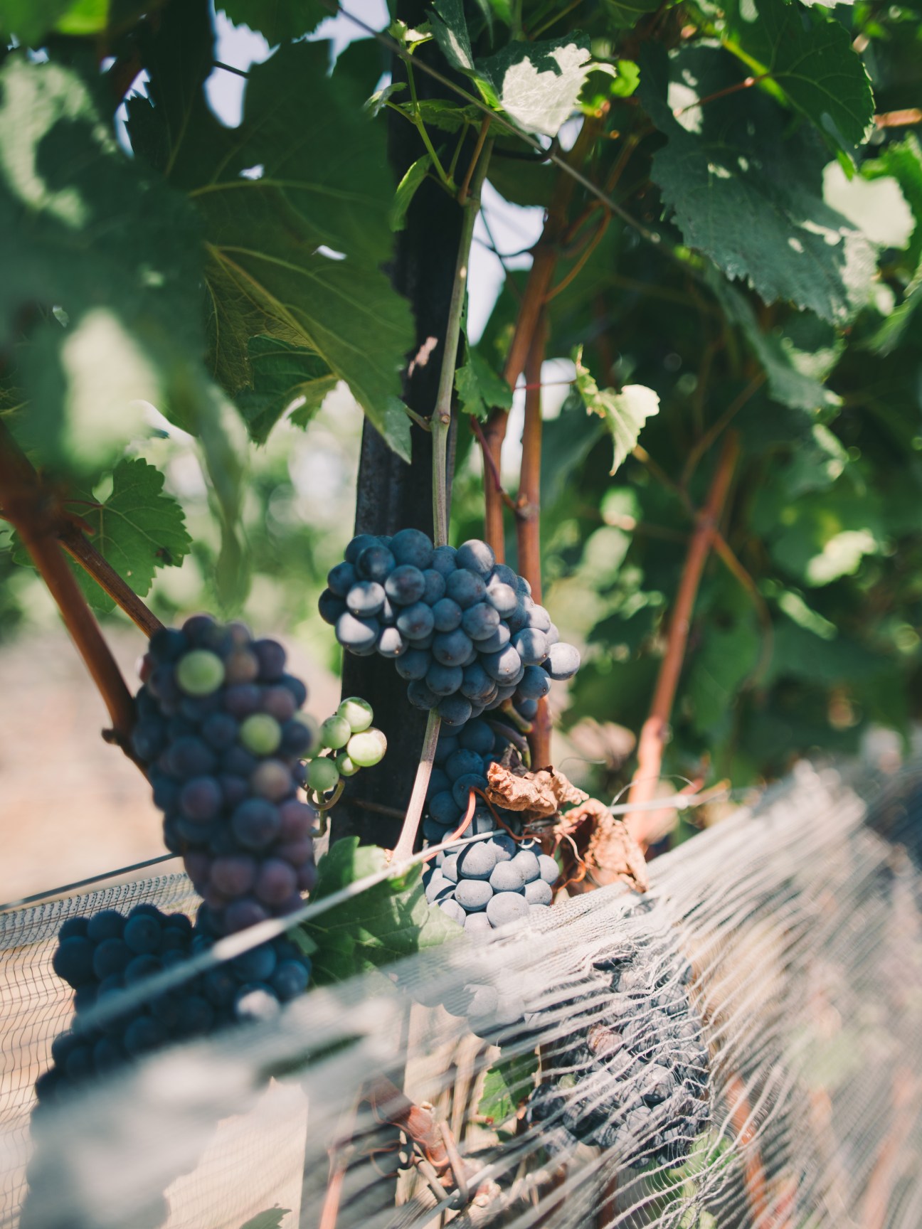 Dark purple grapes hanging from vines with green leaves in Norman Hardie's vineyard