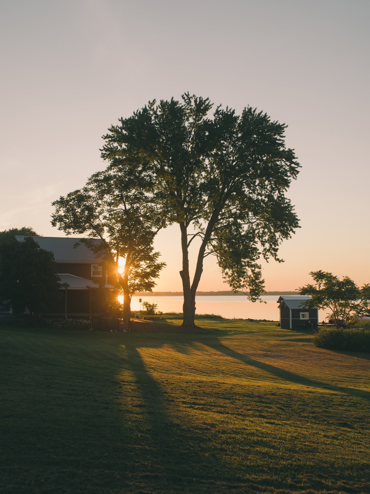 A large tree silhouetted against sunrise over a lake with buildings and lawn in foreground
