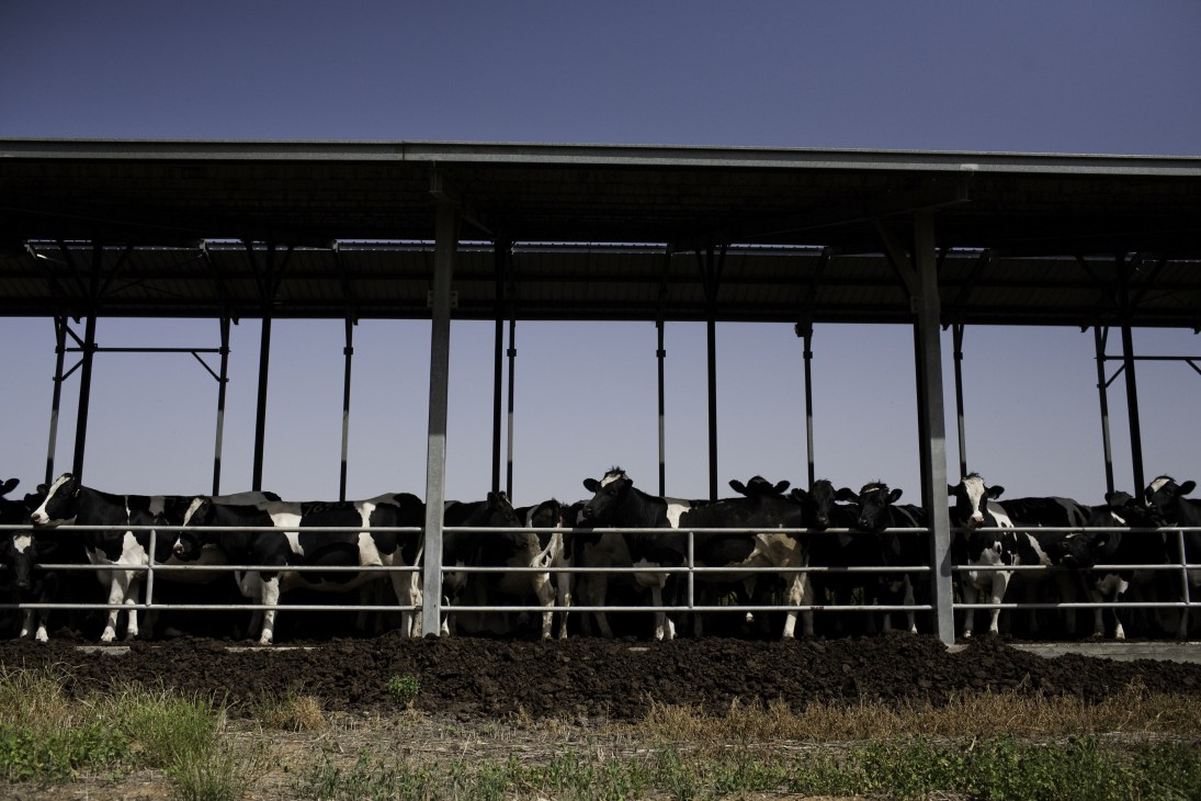 Cattle standing in a covered metal shelter structure at Maabarot kibbutz.