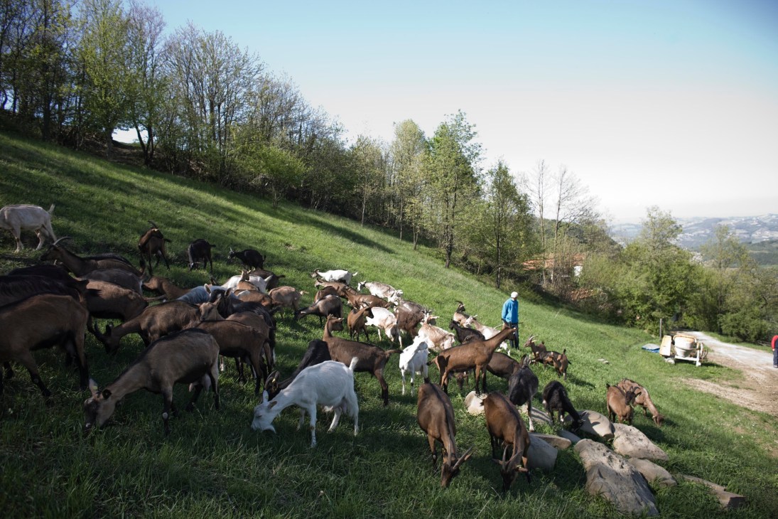 A herd of goats grazing on a green hillside with trees and distant landscape in Roccaverano, Italy.