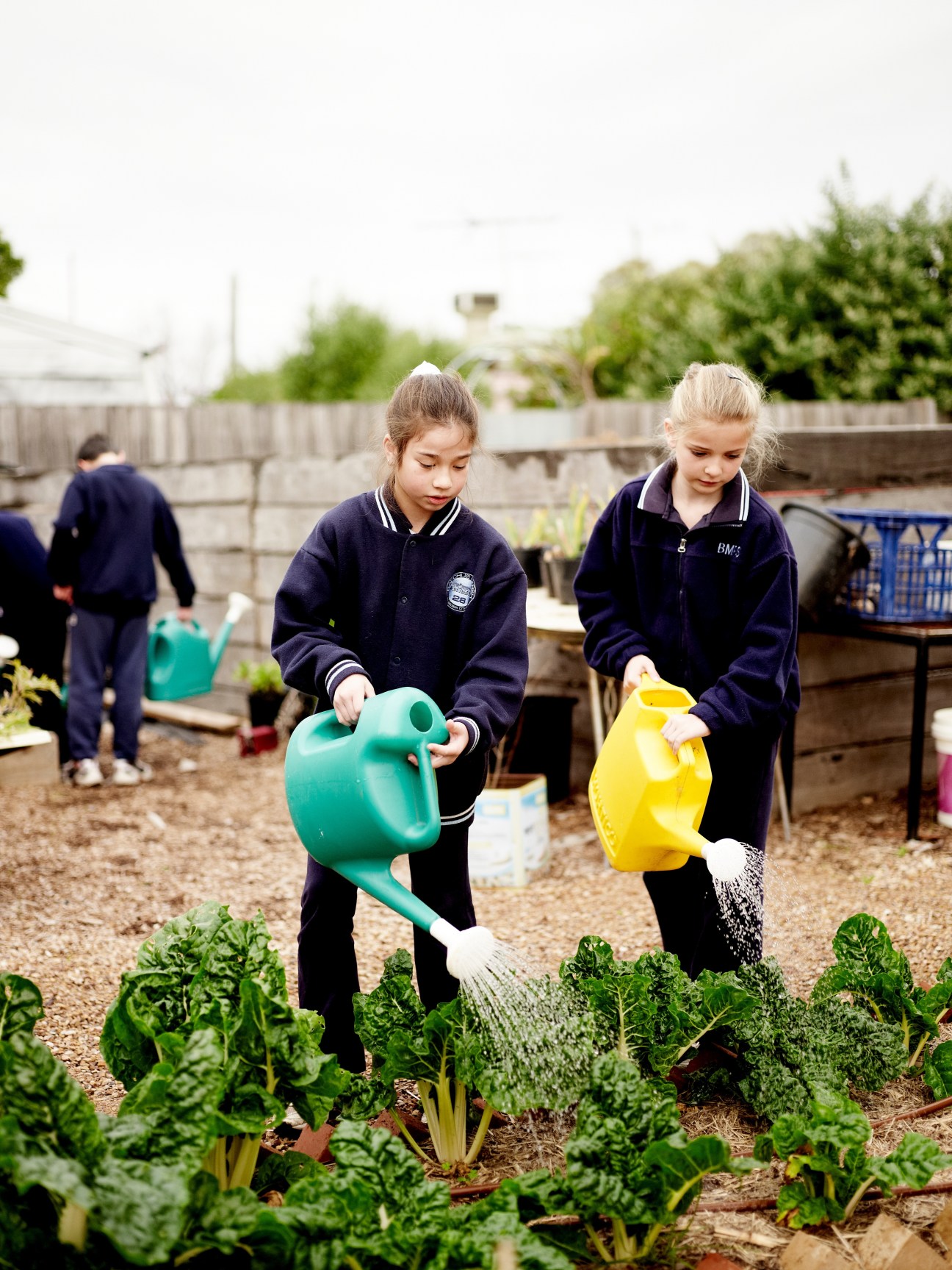 Two schoolchildren water vegetable plants in a kitchen garden using green and yellow watering cans.