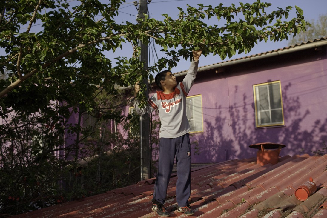 A child stands on a school roof reaching up to pick berries from a tree at Ma'agan Michael kibbutz.
