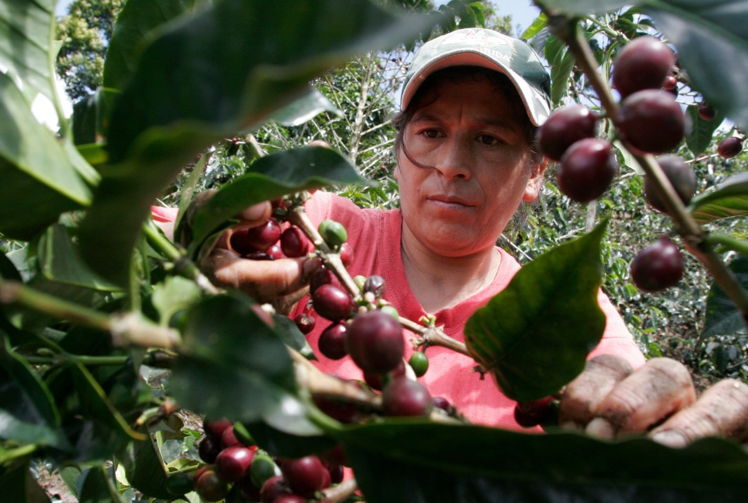 Man in pink shirt and white cap harvesting red coffee berries from a coffee plant.