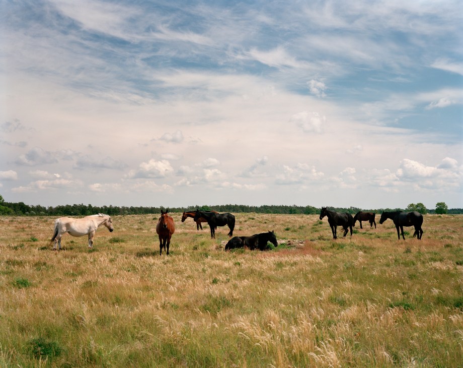 Gotland horses grazing in a pastoral field with forest in the distance under a cloudy sky.