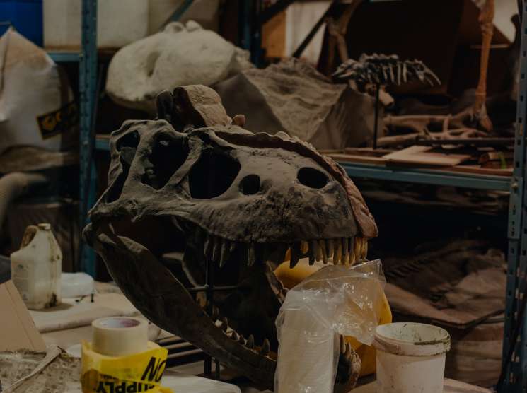 Albertosaurus skull fossil with open jaw on workshop shelf surrounded by restoration supplies and caution tape