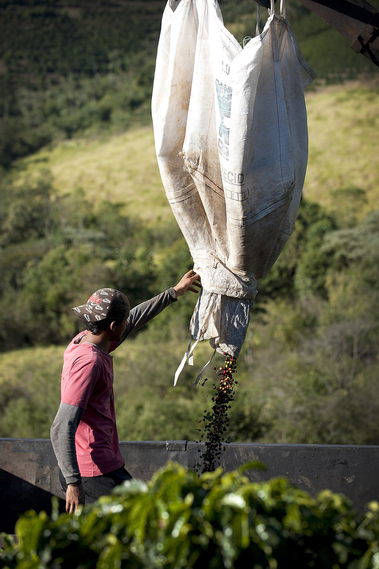 A worker in a pink shirt holds a large burlap sack while coffee beans pour out into a container, with green hillside in background.