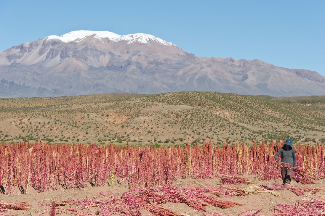 Quinoa crops growing in a high-altitude field with snow-capped mountain in background and harvester working among plants.