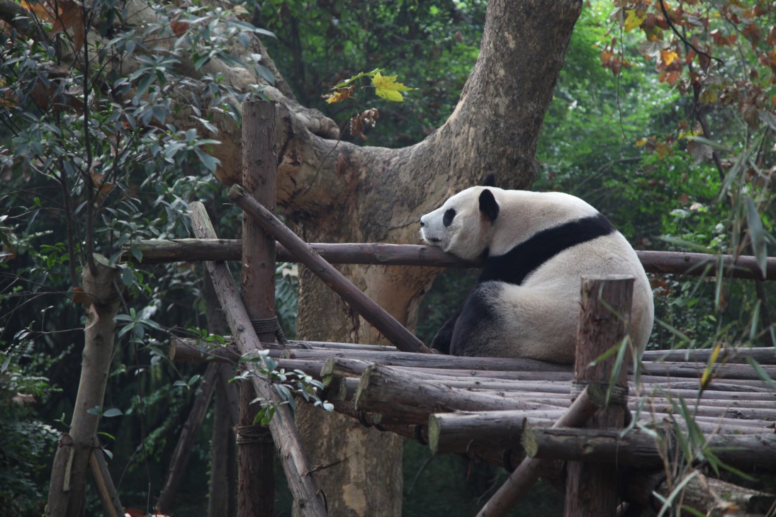 Giant panda resting on wooden platform among trees at Chengdu Panda Base.