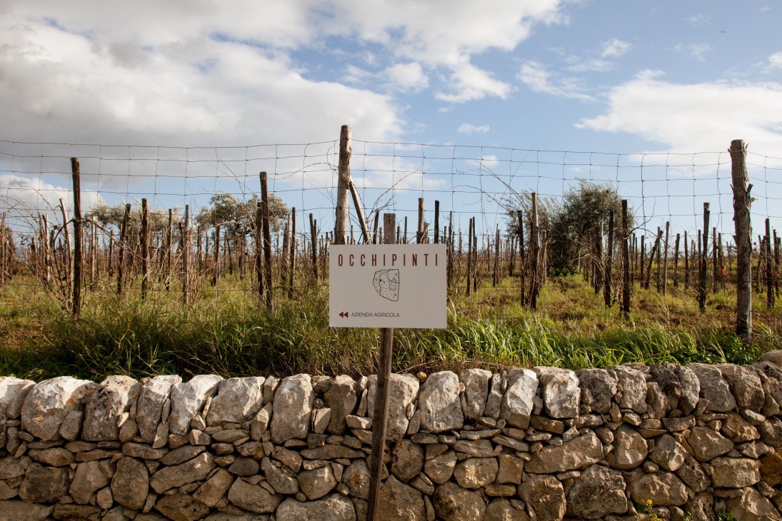 Occhipinti vineyard sign in Sicily with grapevines and stone wall under blue sky.