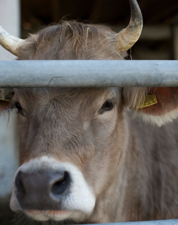 Close-up of a light-colored dairy cow with horns behind a metal fence at Imfield's farm in Switzerland.